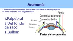 1.Palpebral 
2.Del fondo 
de saco 
3.Bulbar Anatomía 
Anatomía 
Es una membrana mucosa que reviste la cara posterior de ambos