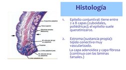 Histología 
1.
Epitelio conjuntival: tiene entre 
2 a 8 capas (cuboidales, 
poliédricas); el epitelio suele 
queratinizarce.