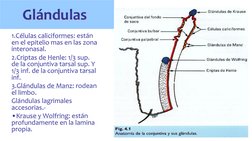 Glándulas 
1.Células caliciformes: están 
en el epitelio mas en las zona 
interonasal. 
2.Criptas de Henle: 1/3 sup. 
de la c