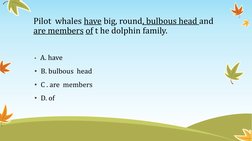 Pilot  whales have big, round, bulbous head and 
are members of t he dolphin family. 
•  A. have 
•  B. bulbous  head 
•  C .