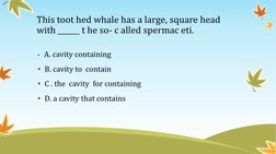 This toot hed whale has a large, square head 
with ______ t he so- c alled spermac eti. 
•  A. cavity containing 
•  B. cavit
