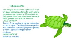 Las tortugas marinas son reptiles que viven 
en áreas tropicales solamente salen a tierra 
para poner sus huevos, a diferenci
