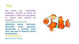 Los 
peces 
son 
vertebrados 
acuáticos, respiran a través de 
branquias y nadan con sus aletas, 
su 
cuerpo 
esta 
cubierto