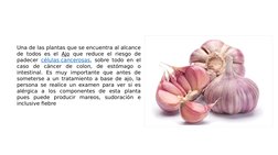Una de las plantas que se encuentra al alcance 
de todos es el Ajo  (http://otramedicina.imujer.com/5036/usos-beneficiosos-de
