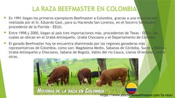 LA RAZA BEEFMASTER EN COLOMBIA
En 1991 llegan los primeros ejemplares Beefmaster a Colombia, gracias a una importación 
real