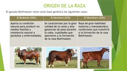 ORIGEN DE LA RAZA
El ganado Beefmaster tiene como base genética las siguientes razas:
El Brahman (50%)
El Hereford (25%)
El S