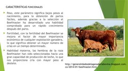 Peso, este parámetro significa bajos pesos al 
nacimiento, para la obtención de partos 
fáciles, además gracias a la selecci