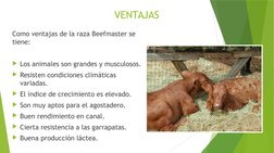 VENTAJAS
Como ventajas de la raza Beefmaster se 
tiene:
 
Los animales son grandes y musculosos.
Resisten condiciones climá