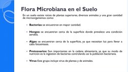 Flora Microbiana en el Suelo
En un suelo existe raíces de plantas superiores, diversos animales y una gran cantidad
de microo