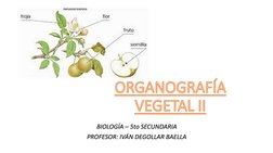 BIOLOGÍA – 5to SECUNDARIA
PROFESOR: IVÁN DEGOLLAR BAELLAORGANOGRAFÍA VEGETAL II
