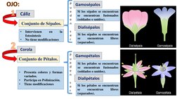 2
Cáliz 
Conjunto de Sépalos.
Conjunto de Pétalos.
CorolaOJO:1
•
Intervienen
en
la
fotosíntesis
•
No tiene modificaciones
•
P