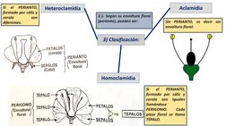 Heteroclamidia
Homoclamidia
Si
el
PERIANTO,
formado por cáliz y
corola
son
diferentes.
3.1. Según su envoltura floral
(perian