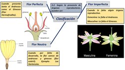 Flor Perfecta
Flor Neutra
Cuando
presenta
tanto el Androceo
como
el
Gineceo
(Flor
Hermafrodita).
3.2. Según la presencia de
ó