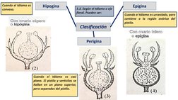 Hipogina
Perigina
Cuando el tálamo es
convexo.
3.3. Según el tálamo o eje
floral. Pueden ser:
Clasificación
Epigina
Cuando el