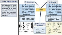 A) Racimosas:
C) Inflorescencias 
Especiales:
Pueden ser:
o
Racimo,
Espiga,
Umbela,
Espádice, Capítulo y Corimbo.
Es la resol