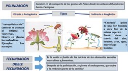 Tipos 
Consiste en el transporte de los granos de Polen desde las anteras del androceo
hasta el estigma.
Directa o Autogámica