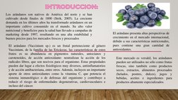 INTRODUCCION:
Los arándanos son nativos de América del norte y se han
cultivado desde finales de 1800 (Strik, 2005). La creci