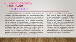 III.MARCO TEORICA
El fruto del arándano es una baya pequeña, la denominación de
"blueberry", en inglés aunque tanto para el a