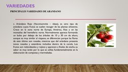 PRINCIPALES VARIEDADES DE ARANDANO 
c. Arándano Rojo (Vacciniumvitis – idaea), es otro tipo de
arándano cuyos frutos se suele