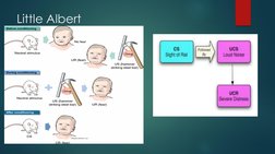 Little Albert 
