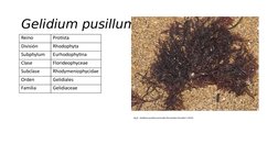 Gelidium pusillum
Reino 
Protista 
División 
Rhodophyta
Subphylum
Eurhodophytina
Clase
Florideophyceae
Subclase
Rhodymeniophy