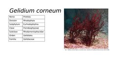 Reino 
Protista 
División 
Rhodophyta
Subphylum
Eurhodophytina
Clase
Florideophyceae
Subclase
Rhodymeniophycidae
Orden
Gelidi