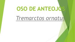 OSO DE ANTEOJOS
Tremarctos ornatus
