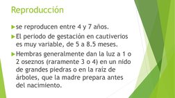 Reproducción
se reproducen entre 4 y 7 años.
El periodo de gestación en cautiverios 
es muy variable, de 5 a 8.5 meses.
He