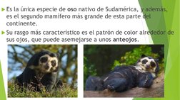 Es la única especie de oso nativo de Sudamérica, y además, 
es el segundo mamífero más grande de esta parte del 
continente.