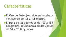 Características
El Oso de Anteojos mide en la cabeza 
y el cuerpo de 1.5 a 1.8 metros. 
El peso de los adultos es de 100 a