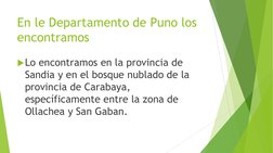 En le Departamento de Puno los 
encontramos
Lo encontramos en la provincia de 
Sandia y en el bosque nublado de la 
provinci