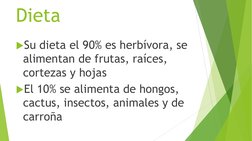 Dieta 
Su dieta el 90% es herbívora, se 
alimentan de frutas, raíces, 
cortezas y hojas 
El 10% se alimenta de hongos, 
cac