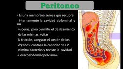 • Es una membrana serosa que recubre
internamente la cavidad abdominal y
sus
vísceras, para permitir el deslizamiento
de las