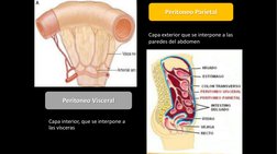 Capa interior, que se interpone a 
las vísceras
Peritoneo Visceral
Peritoneo Parietal
Capa exterior que se interpone a las 
p