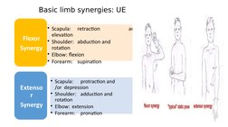 Basic limb synergies: UE
• Scapula: 
retraction 
and/or 
elevation
• Shoulder: abduction and     
ext 
rotation
• Elbow: flex