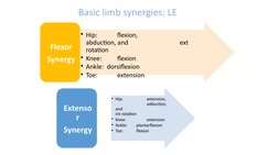 Basic limb synergies: LE
• Hip:   
flexion, 
                
abduction, and              
ext 
rotation
• Knee: 
flexion
• A