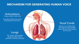 MECHANISM FOR GENERATING HUMAN VOICE 
Lungs
The “pump” that produce
adequate airﬂow and air
pressure to vibrate vocal folds
A