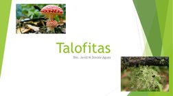 Talofitas
Bio. Javid M Dovale Aguas

