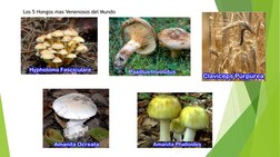 Los 5 Hongos mas Venenosos del Mundo
