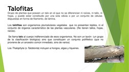 Grupo de plantas que poseen un talo en el que no se diferencian ni raíces, ni tallo, ni
hojas, y puede estar constituido por