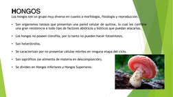 Los hongos son un grupo muy diverso en cuanto a morfología, fisiología y reproducción.
•
Son organismos talosos que presentan