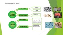 Clasificación de los Hongos
