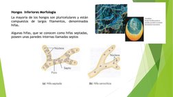 La mayoría de los hongos son pluricelulares y están
compuestos
de
largos
filamentos,
denominados
hifas.
Algunas hifas, que se