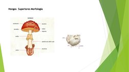 Hongos Superiores Morfología
