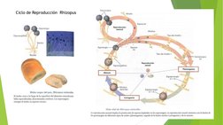 Ciclo de Reproducción  Rhizopus 
