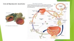 Ciclo de Reproducción  Ascomiceto
