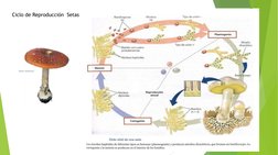 Ciclo de Reproducción  Setas
