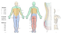 ANATOMÍA DE LA COLUMNA VERTEBRAL 
5/10/2019
2
