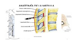 ANATOMÍA DE LA MEDULA
5/10/2019
3
