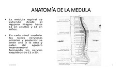 ANATOMÍA DE LA MEDULA 
5/10/2019
4
